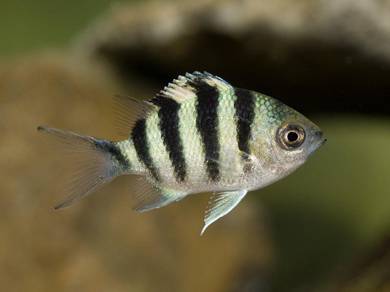 ロクセンスズメダイ幼魚