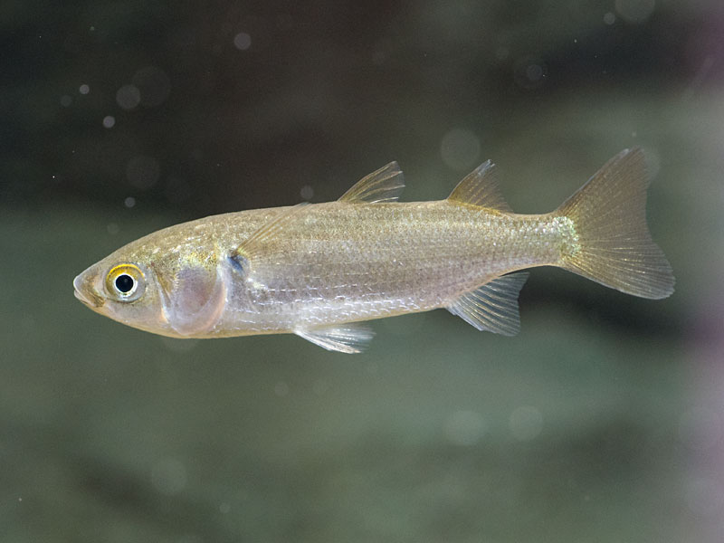 ボラ幼魚