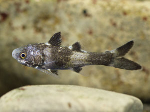 ナンヨウアゴナシ 幼魚