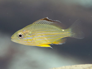 オキフエダイ（幼魚）