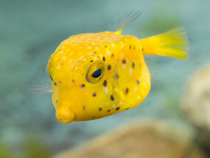 ミナミハコフグ